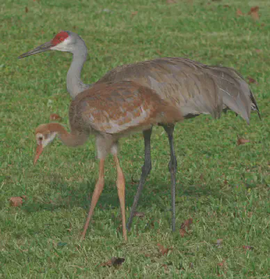 Two Sandhill cranes