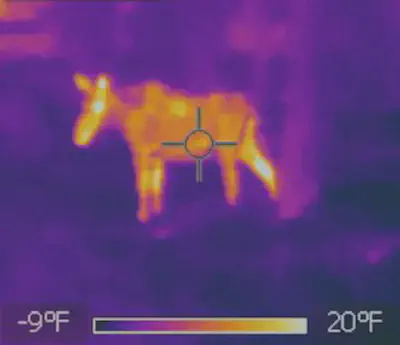 Thermal Image